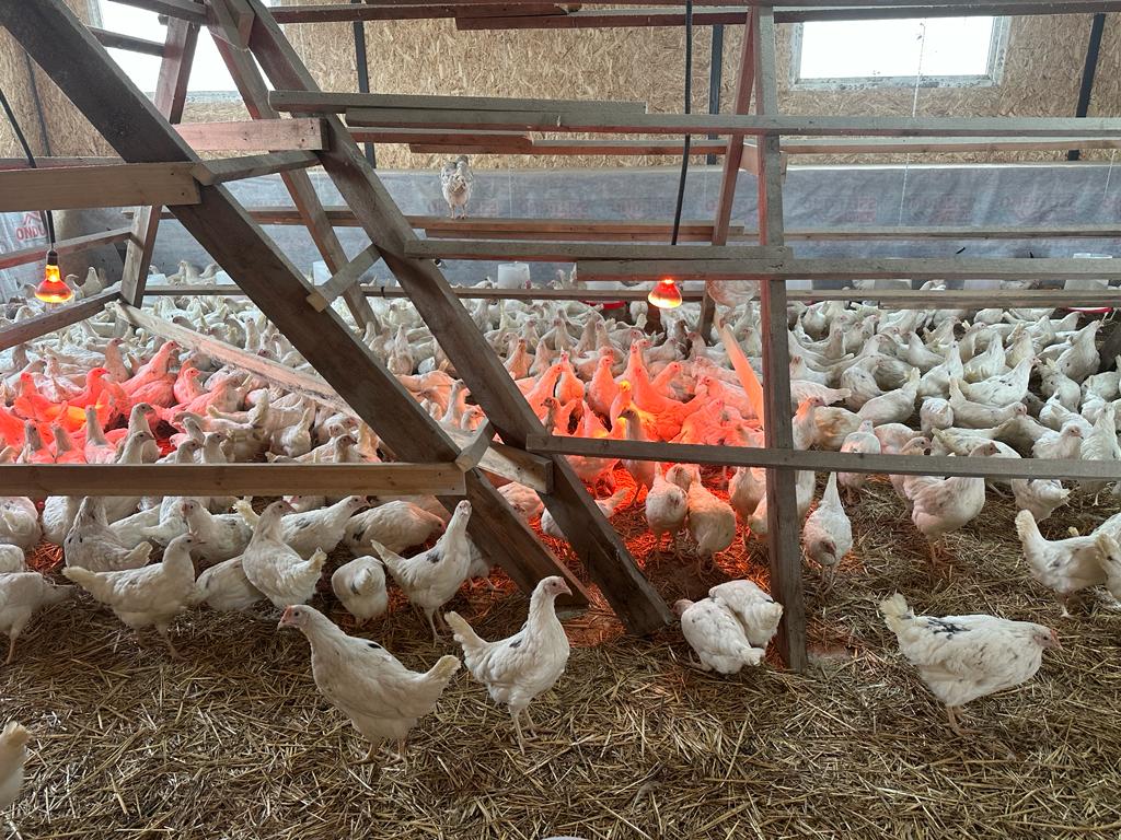 В Дагестане впервые начнут выращивать корма для скота с помощью гидропоники